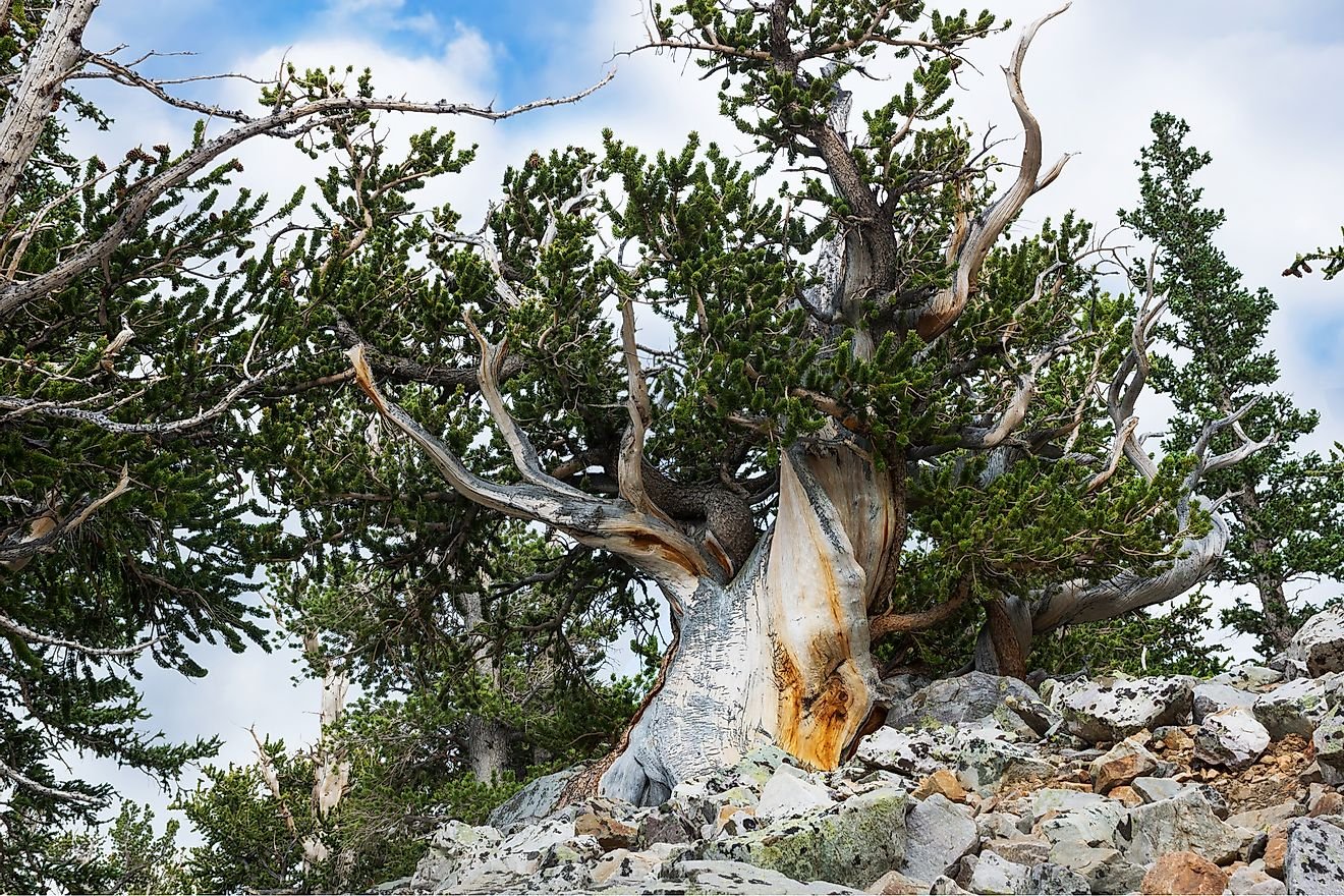 Некоторые деревья. Pinus subsect. Balfourianae. Штат Невада сосны. Сосна остистая Продолжительность жизни. Деревья долгожители в Туркмении.