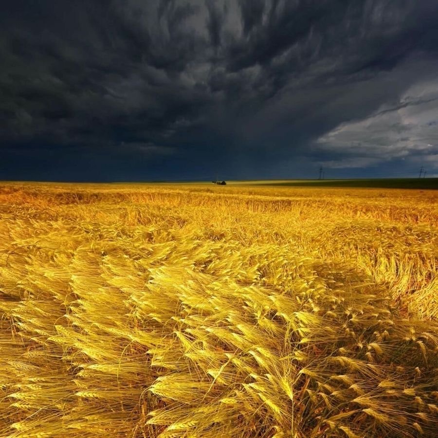 Пшеничное поле в бурю