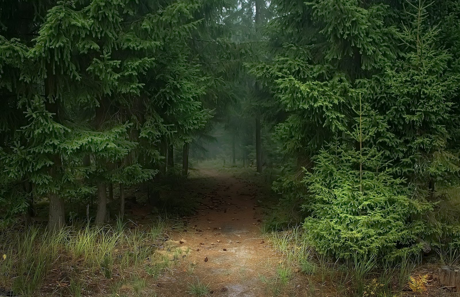 Старая тропинка в лесу