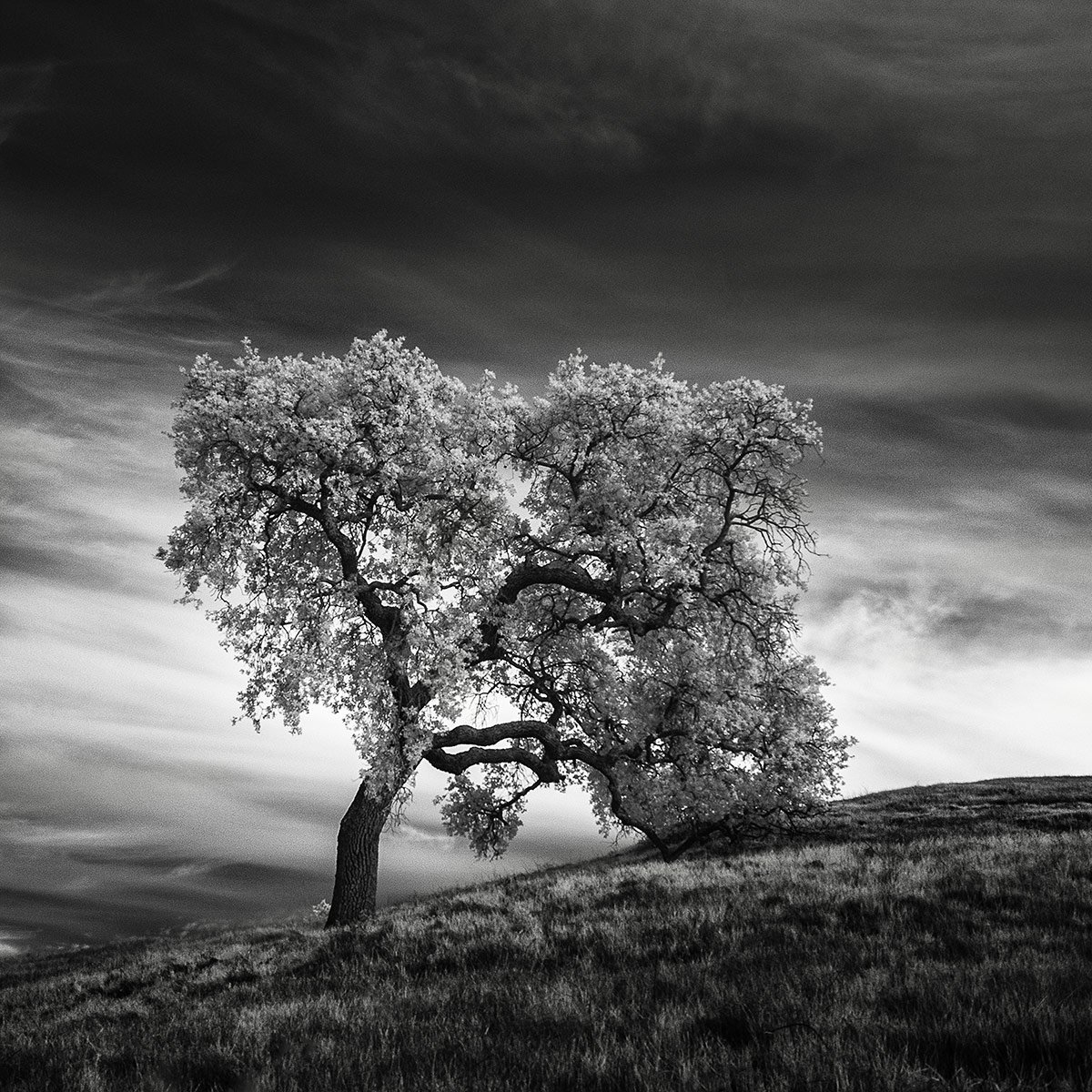 Nature white. Черно белый пейзаж. Дерево черно белое. Черно белая природа. Красивый пейзаж черно белый.