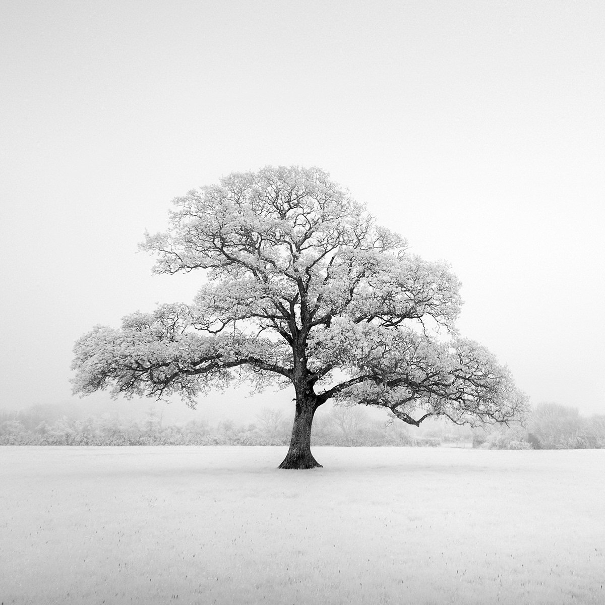 Дерево черно белое