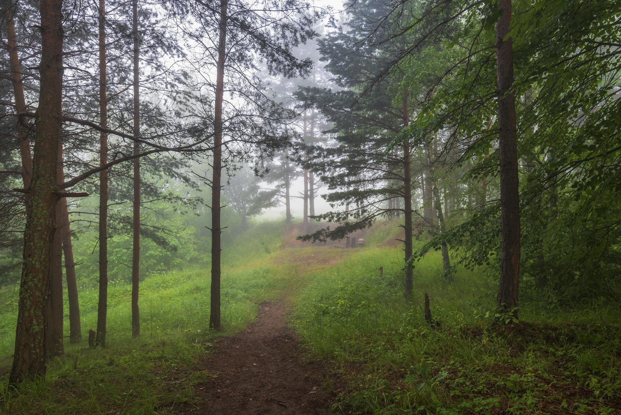 Фото утро в сосновом лесу. Утро в лесу. Утро в Сосновом Бору. Утро в Сосновом лесу. Дождь в Сосновом лесу.