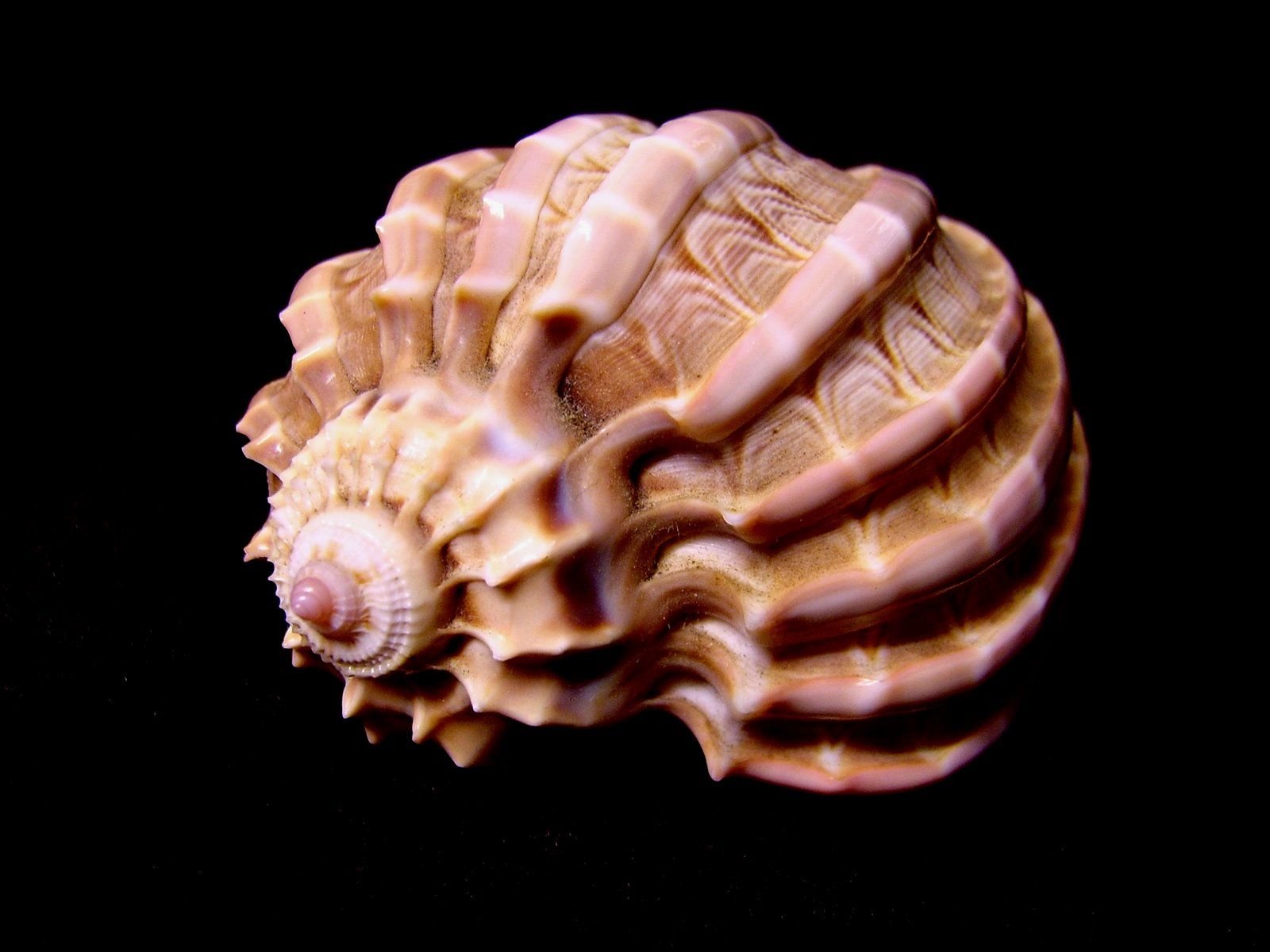 Ракушка розовый Наутилус (Rose Nautilus)