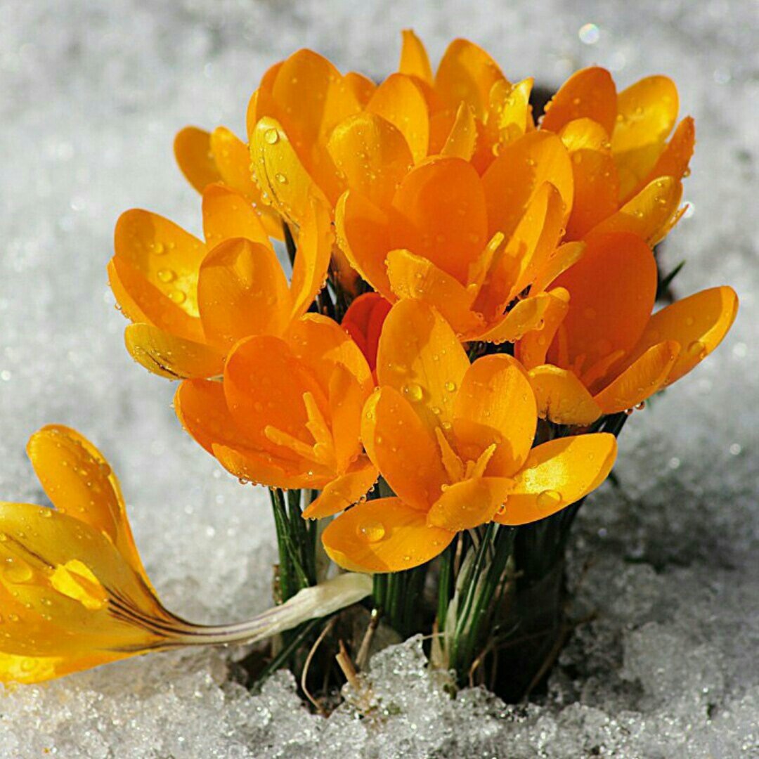 Цветы из под снега