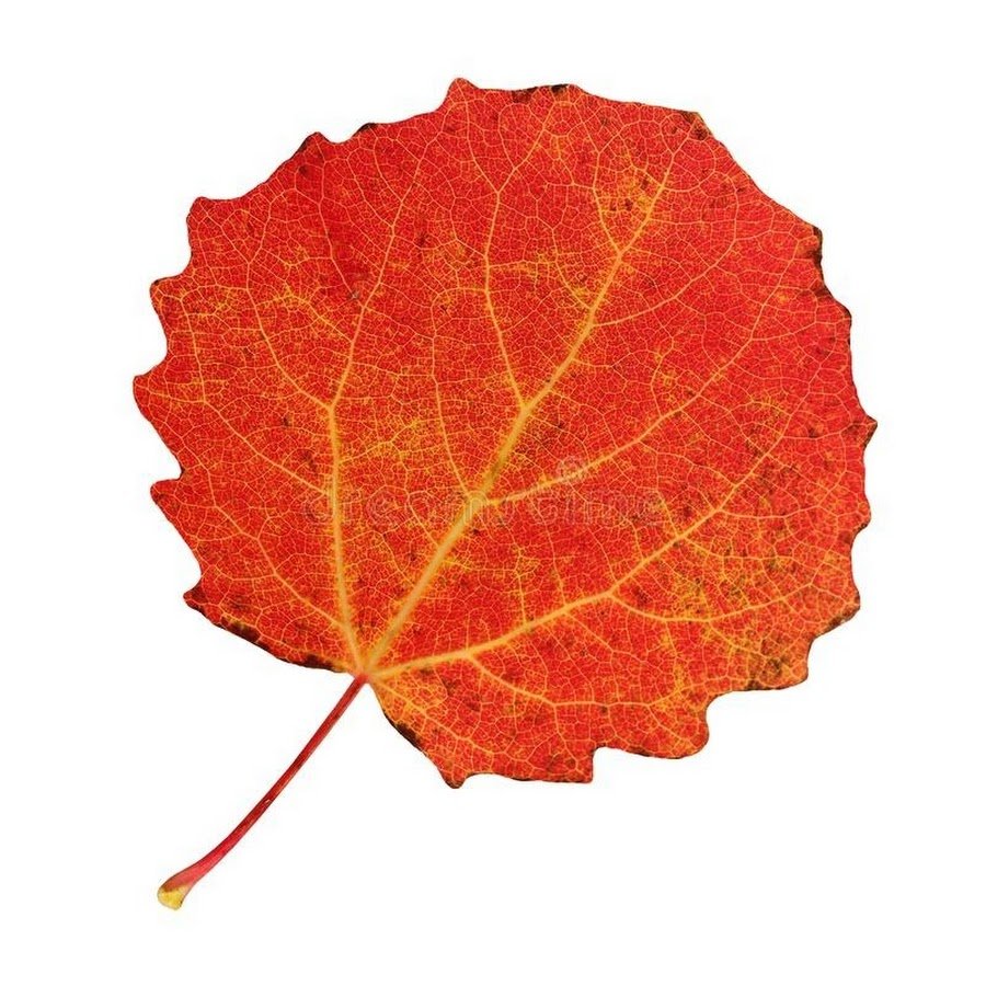 осенний лист тополя фото