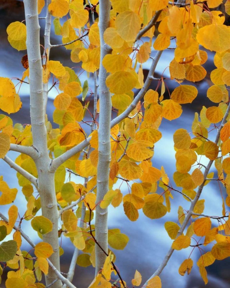 Autumn Leaf Aspen