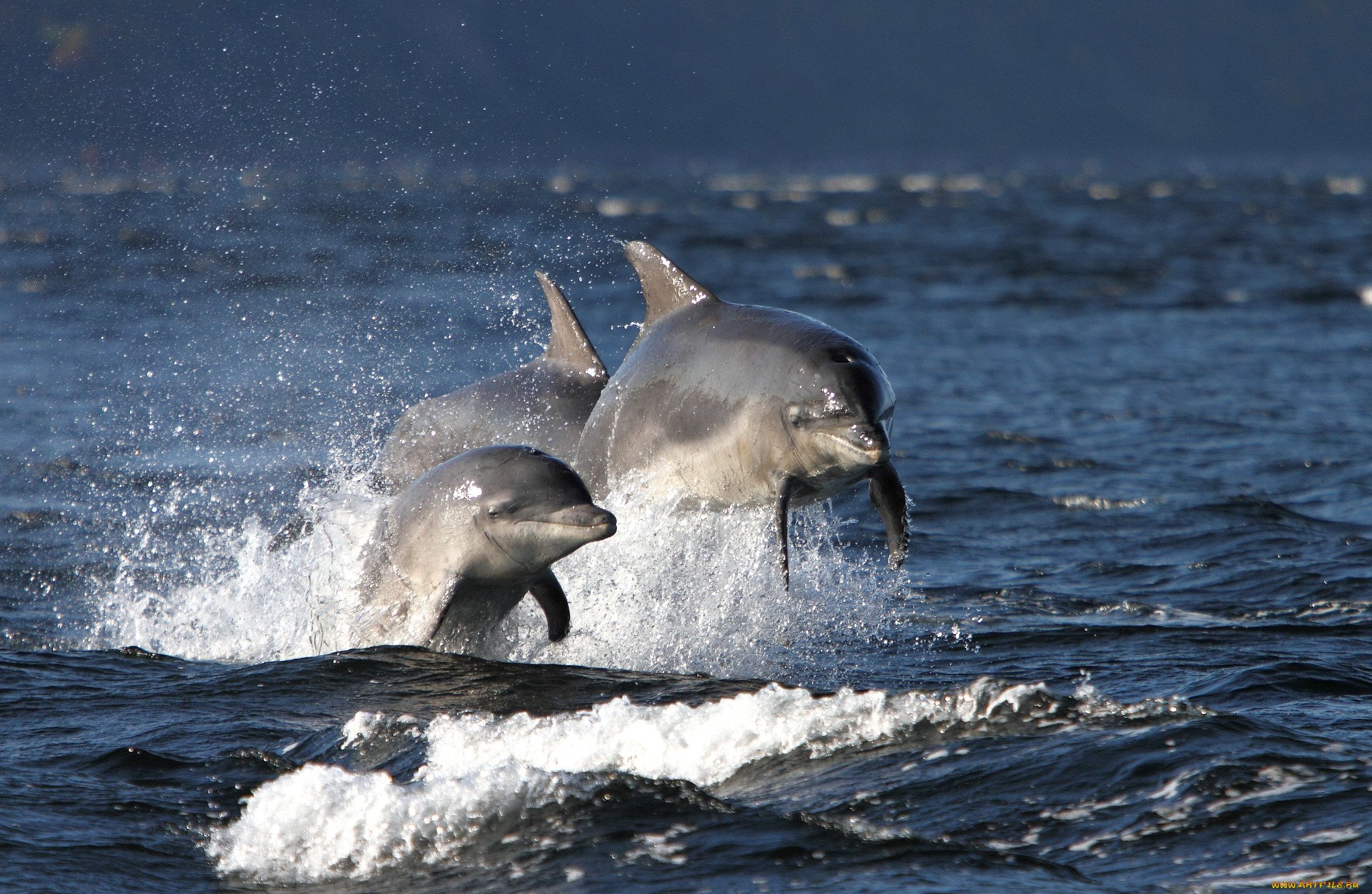 Дельфины в Баренцевом море