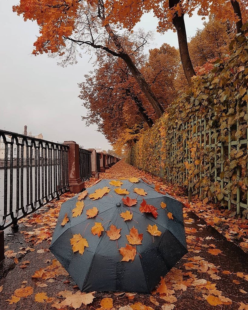 Лист питер. Осень в Санкт-Петербурге. Питер осенью. Осеннее утро в городе. Золотая осень в Питере.