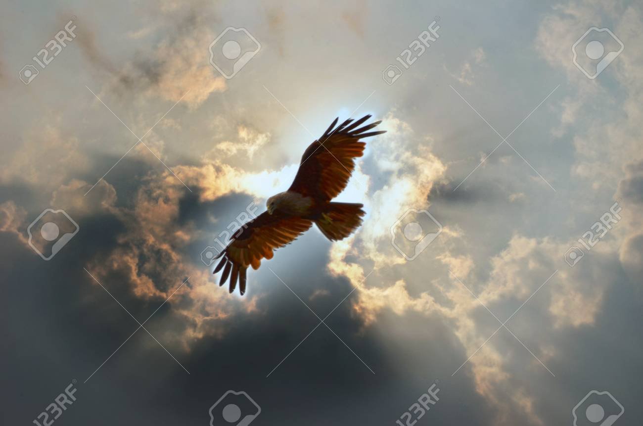Орел в небе