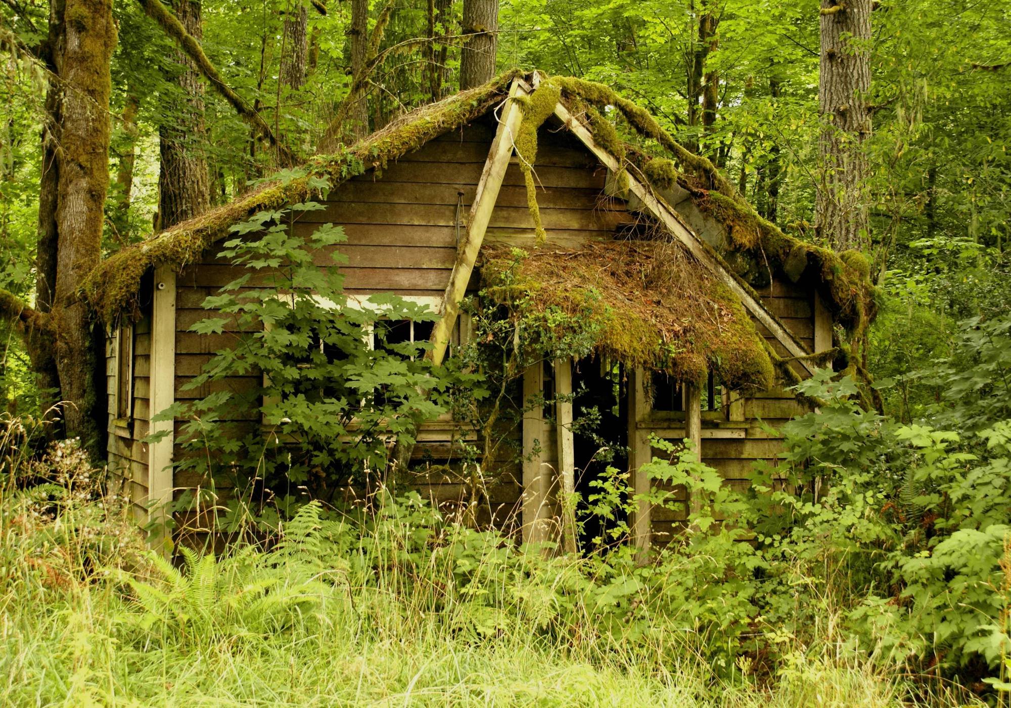 Лесные домики