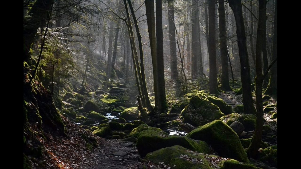 Шварцвальд (the Black Forest), Германия