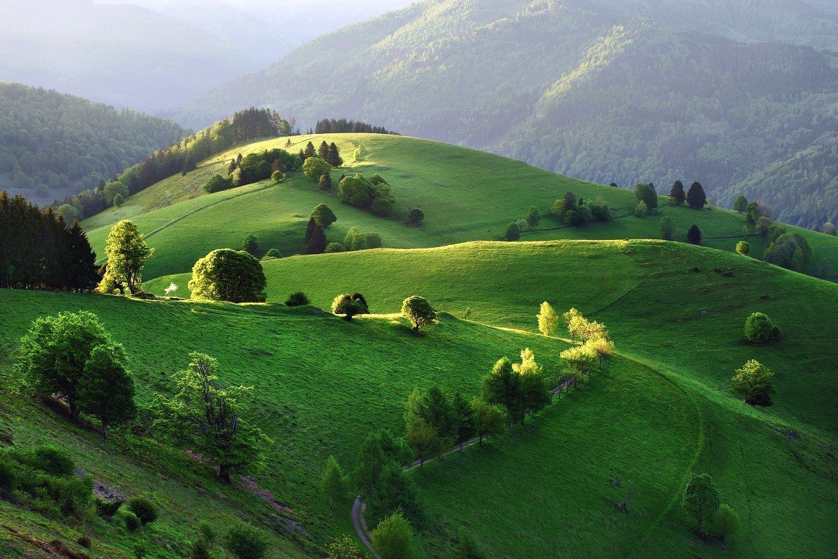 черный лес в германии