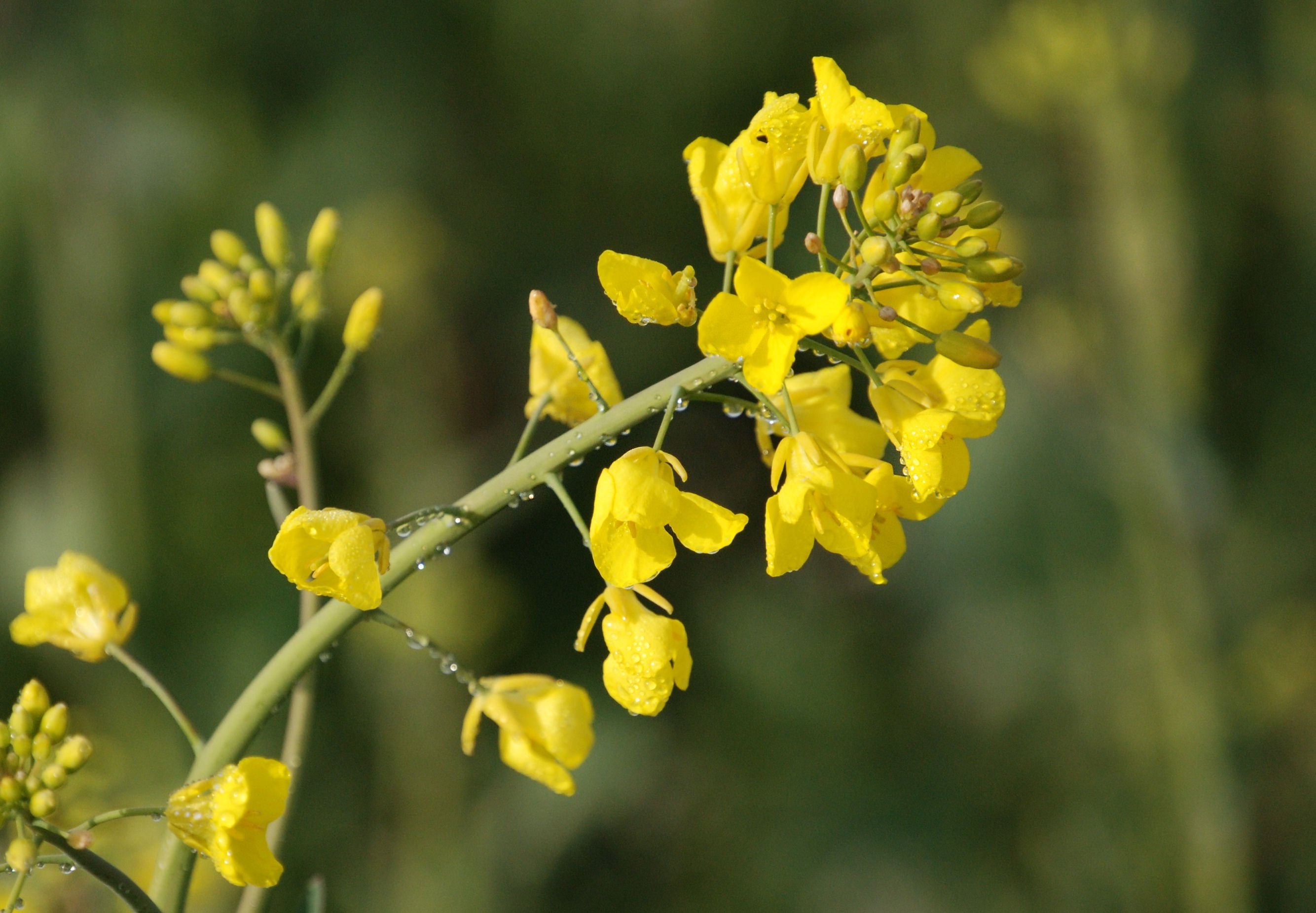 Крестоцветных являются масличными культурами. Рапс (Brassica napus var. Oleifera). Крестоцветные рапс. Рапс кольза что такое. Рапс— Brassica napus l..