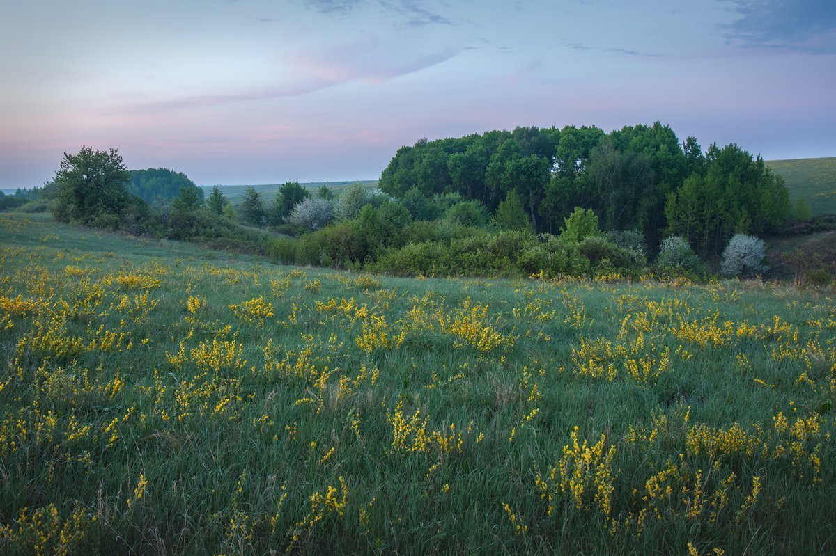 раст мир лесостепи фото 14