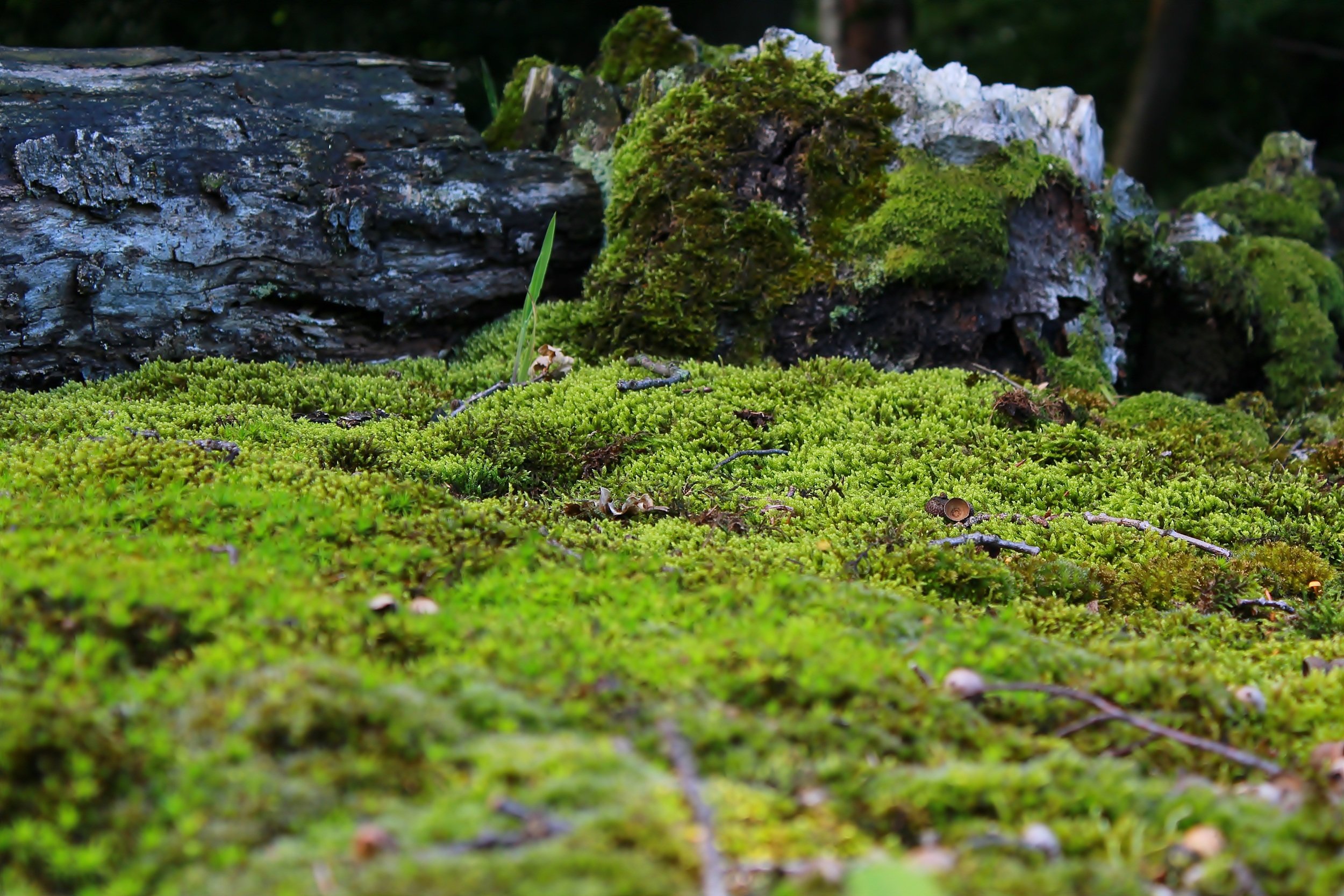 Forest rock. Бридский мох. Мох болмос Грин. Лесной мох сфагнум. Святовский мох.