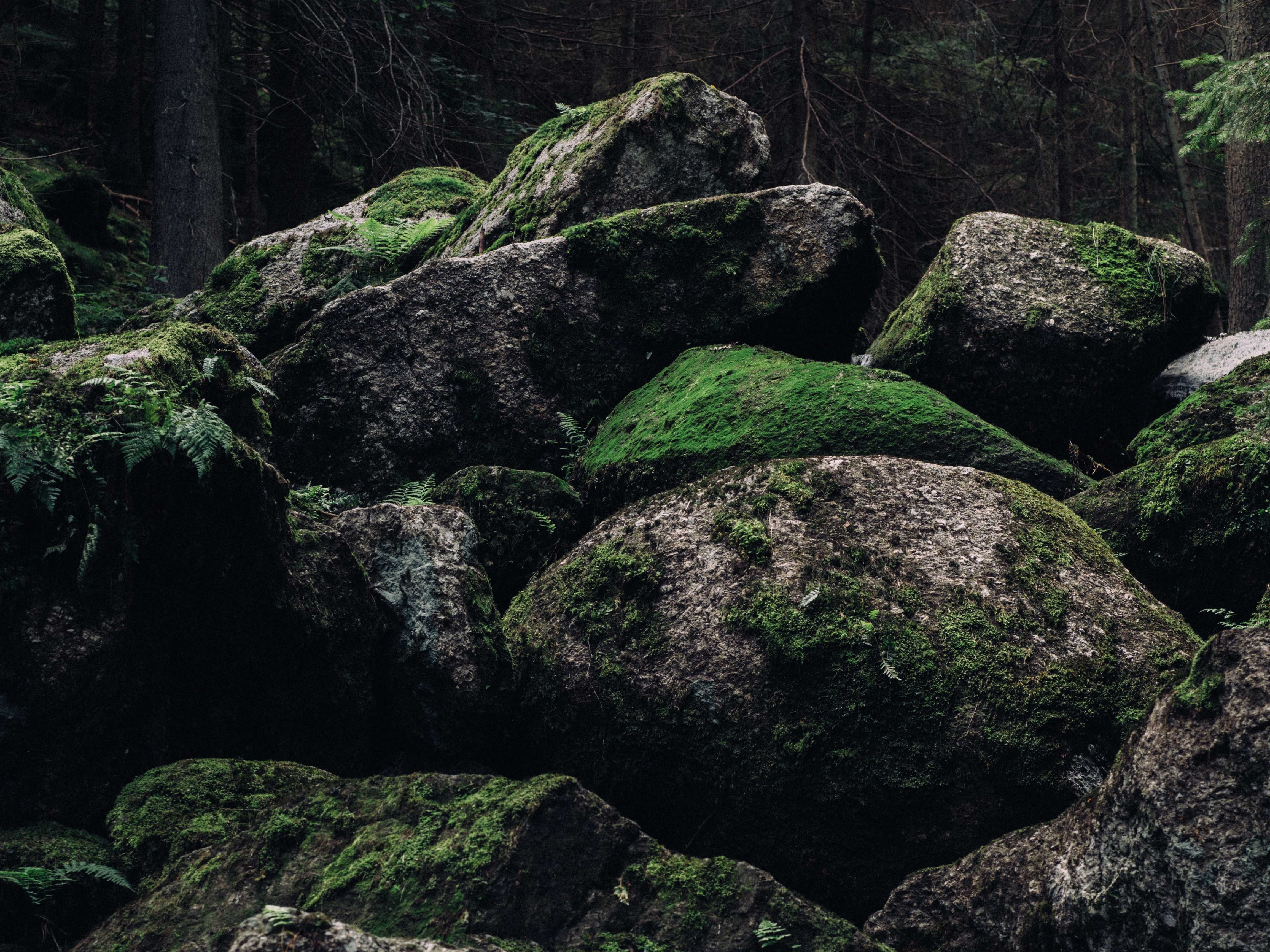 Forest rock. Рюген мхи камни. Кунашир замшелый лес. Замшелый камень. Камень заросший мхом.