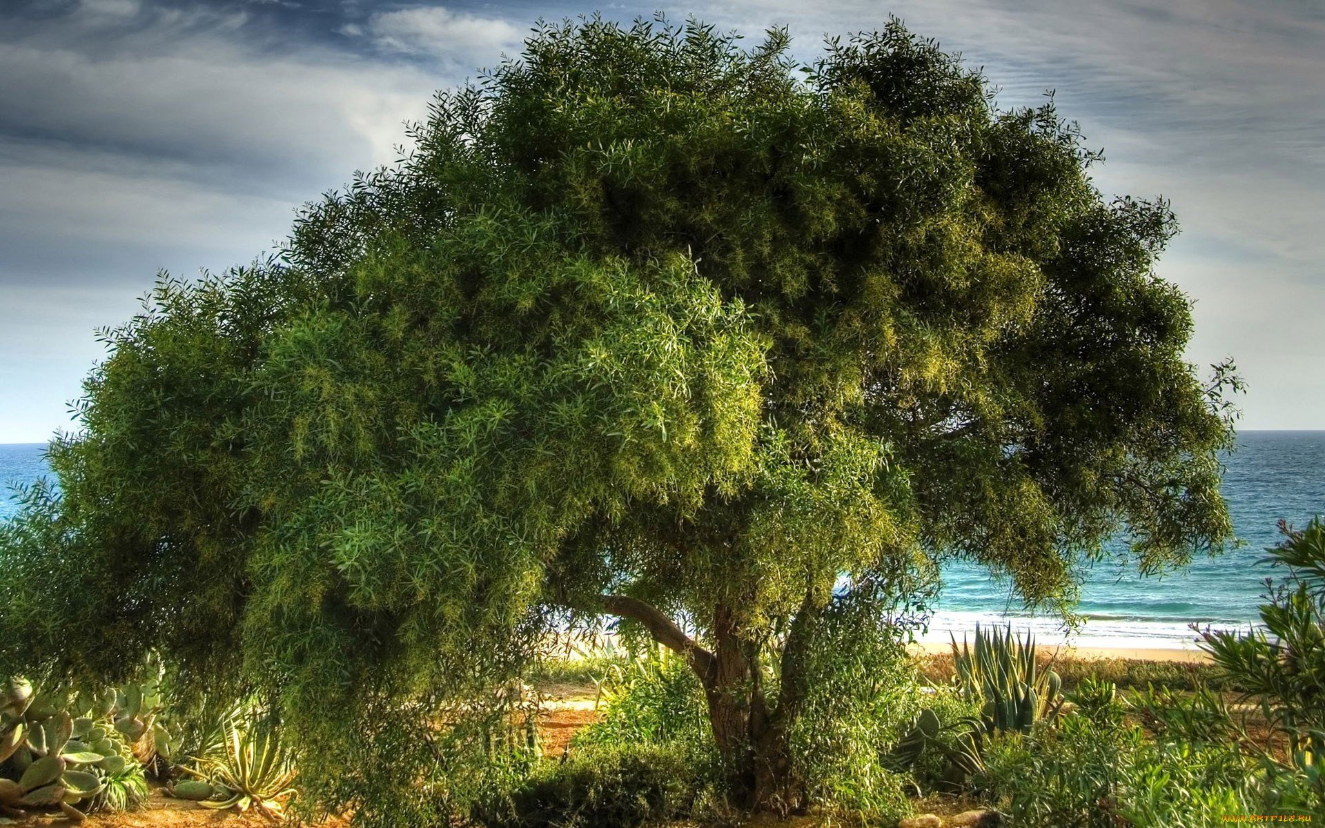 Маслиновое дерево Анапа