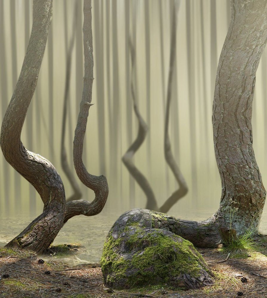 Куршская коса Танцующий лес