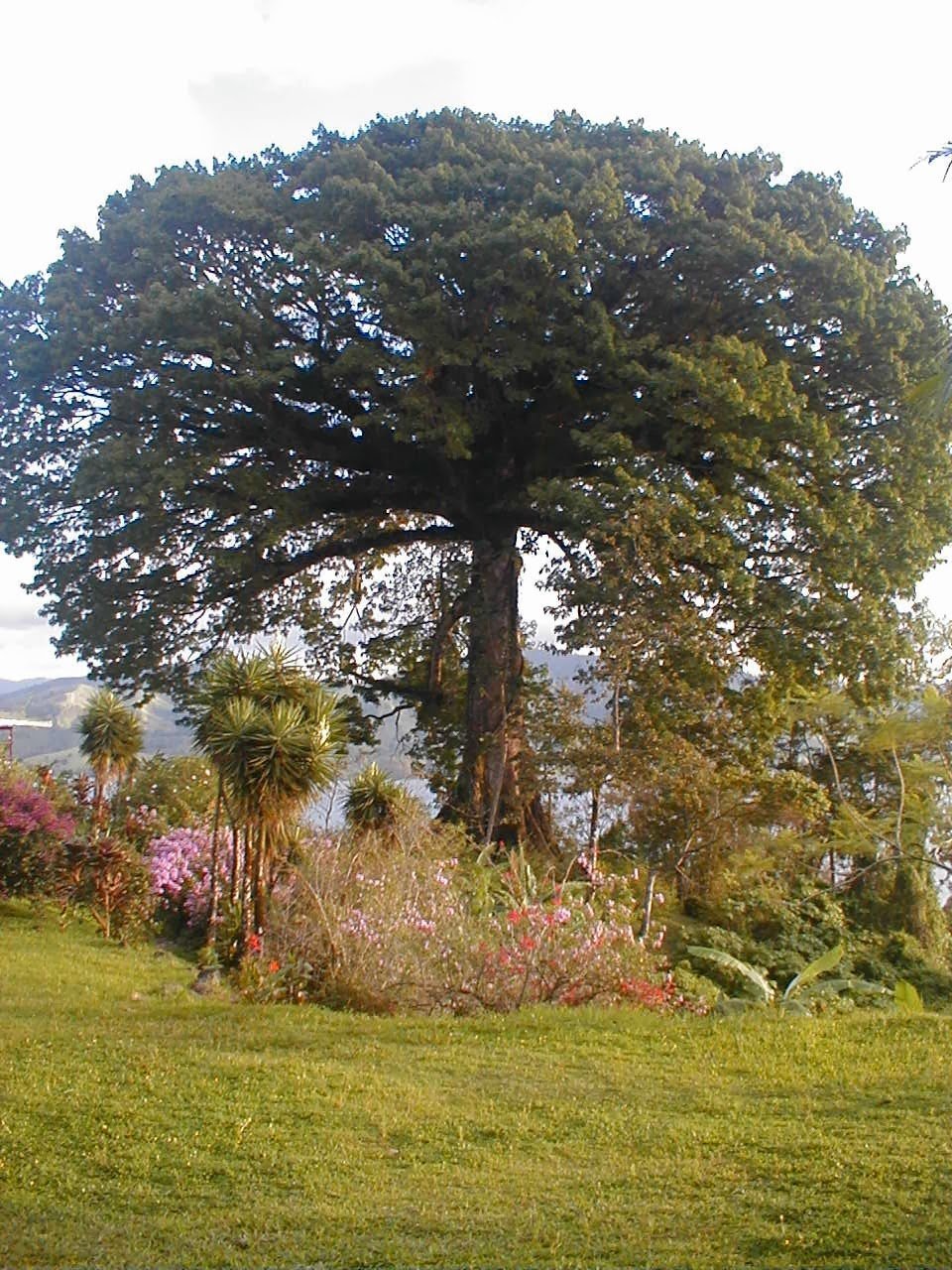 Кедр ливанский Cedrus libani