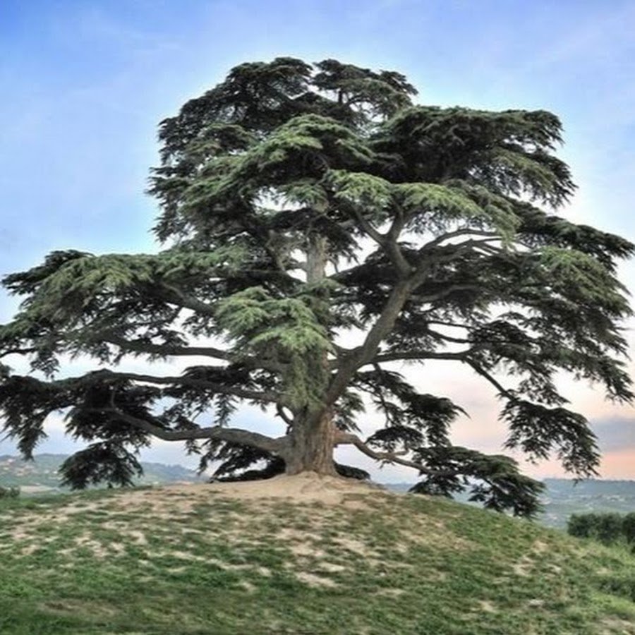 Adansonia digitata баобаб Адансония пальчатая