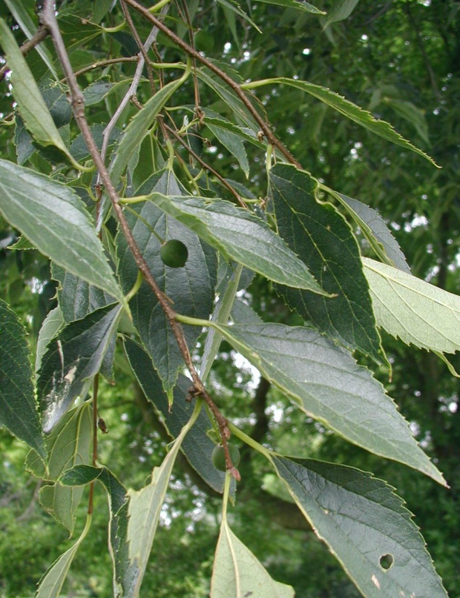 Celtis Caucasica