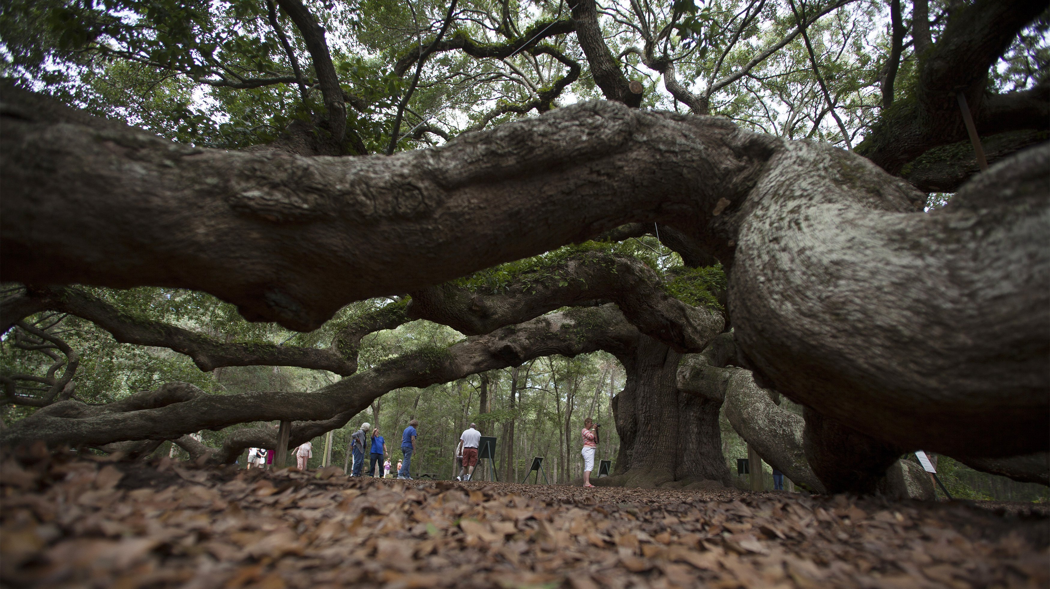 Towering trees. Картас Южный дерево. Картас дерево друидов. Белый дуб Северной Америки. Дуб США.