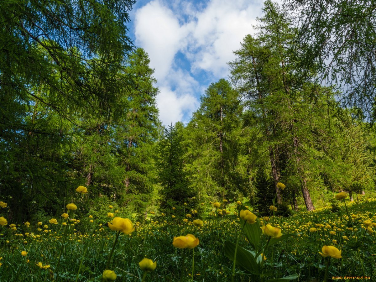 Картинка полянка в лесу