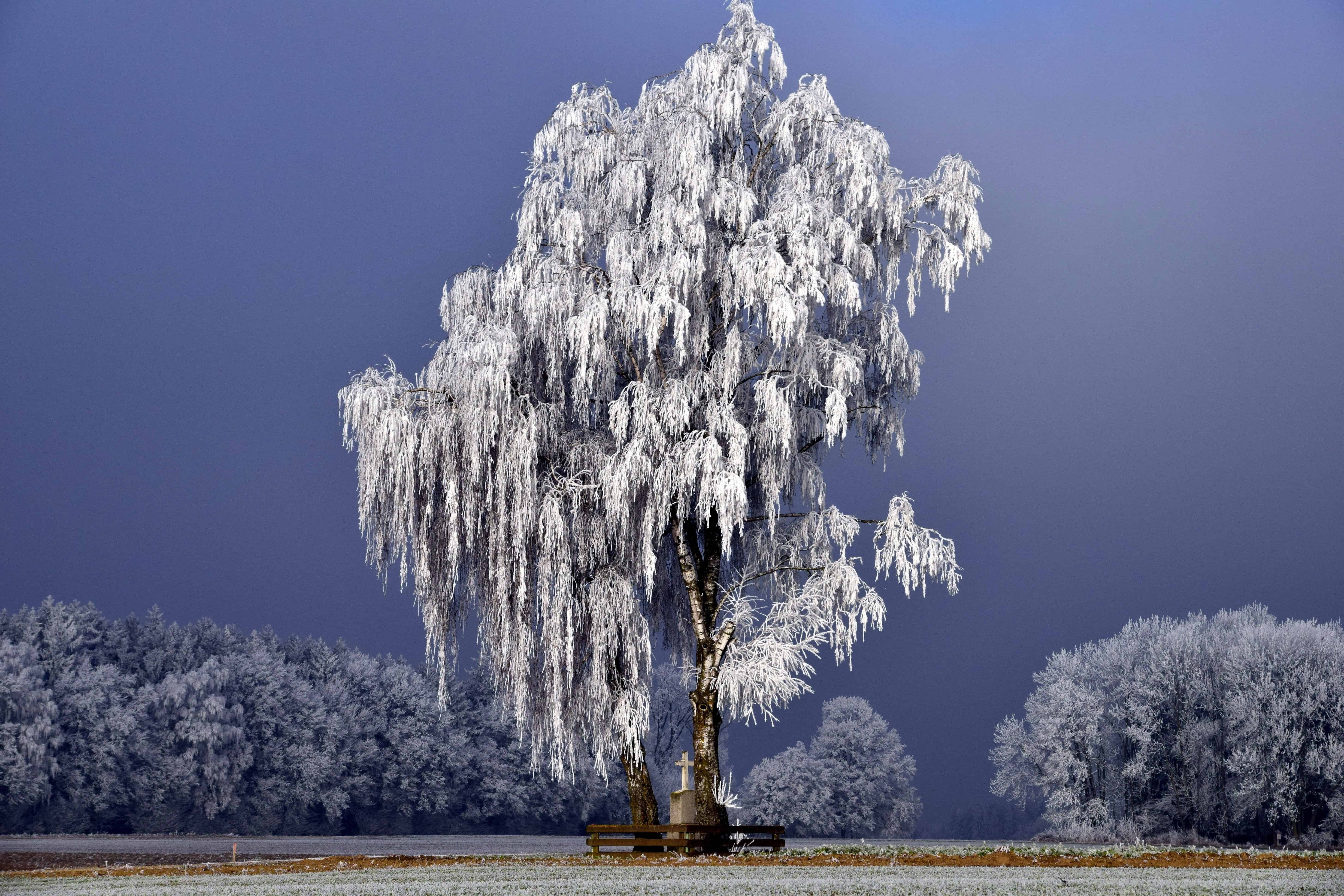 Winter tree. Зимние деревья. Заснеженные деревья. Иней на деревьях. Деревья в снегу.