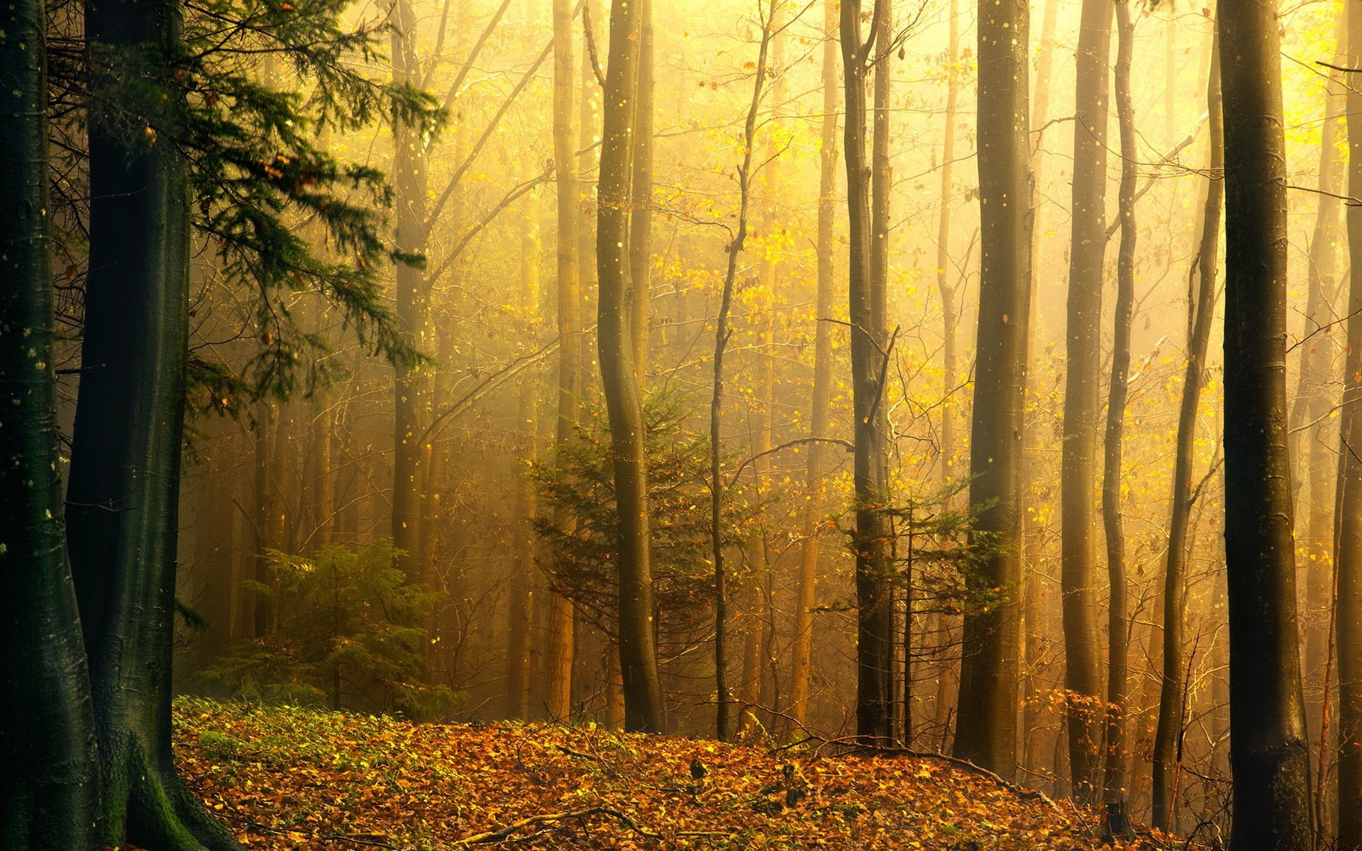 R forest. Осенний лес. Лес осенью. Красивый лес. Осень в лесу.