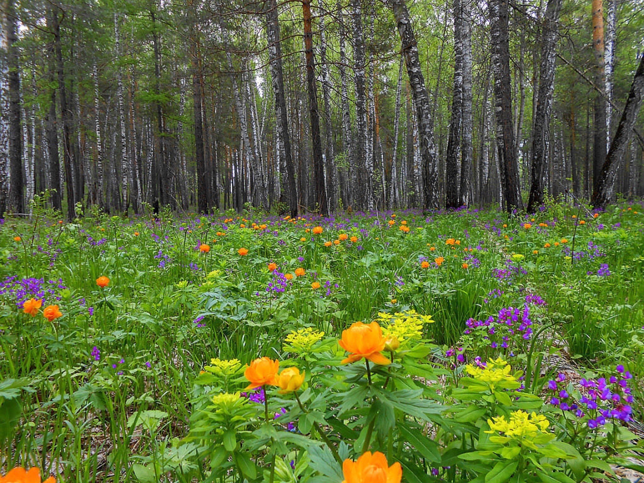 Полянка в лесу