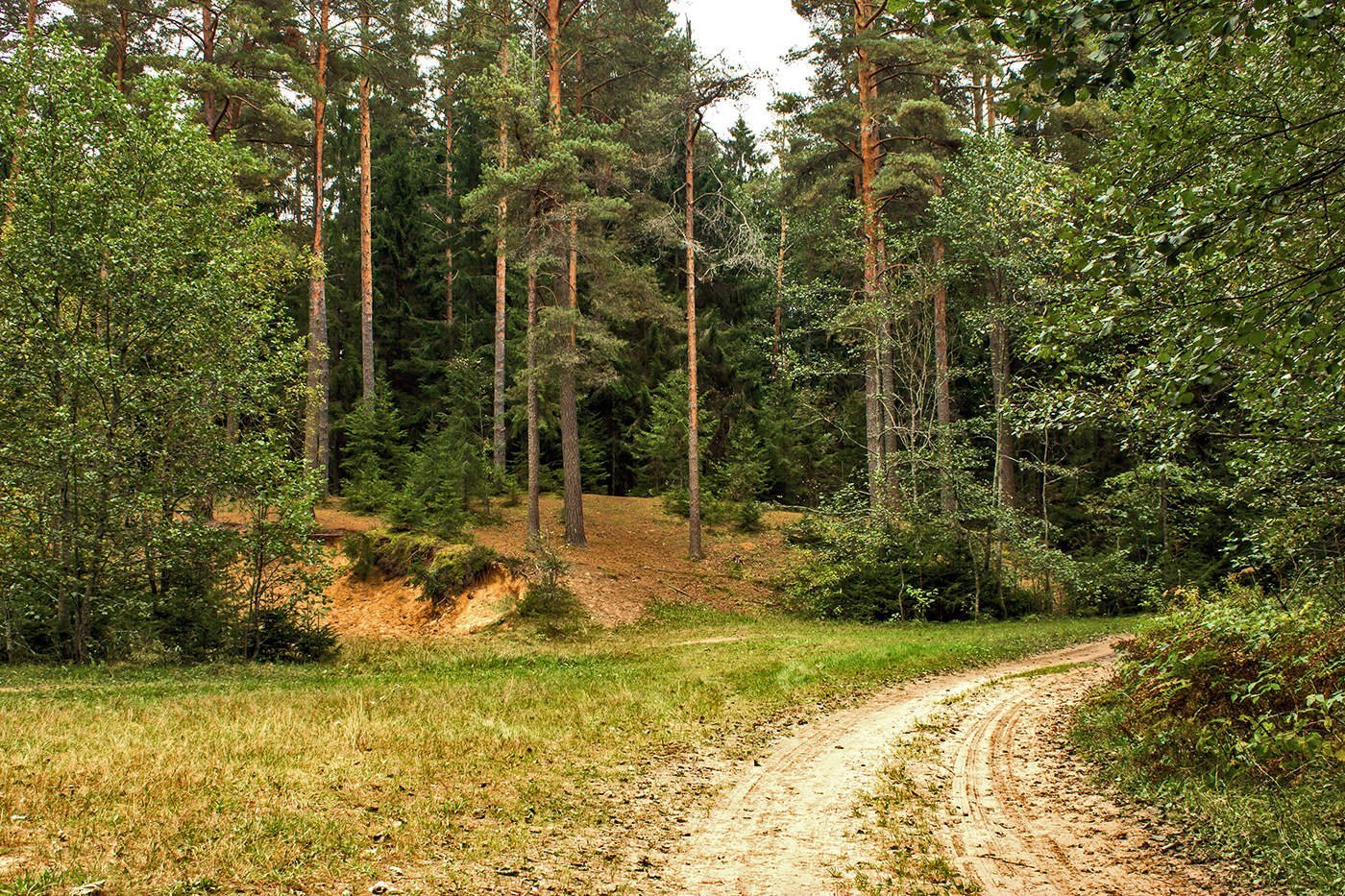 Опушка леса картинки