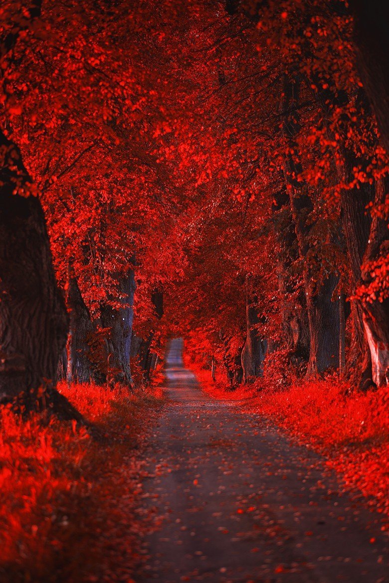 Лес с красными листьями