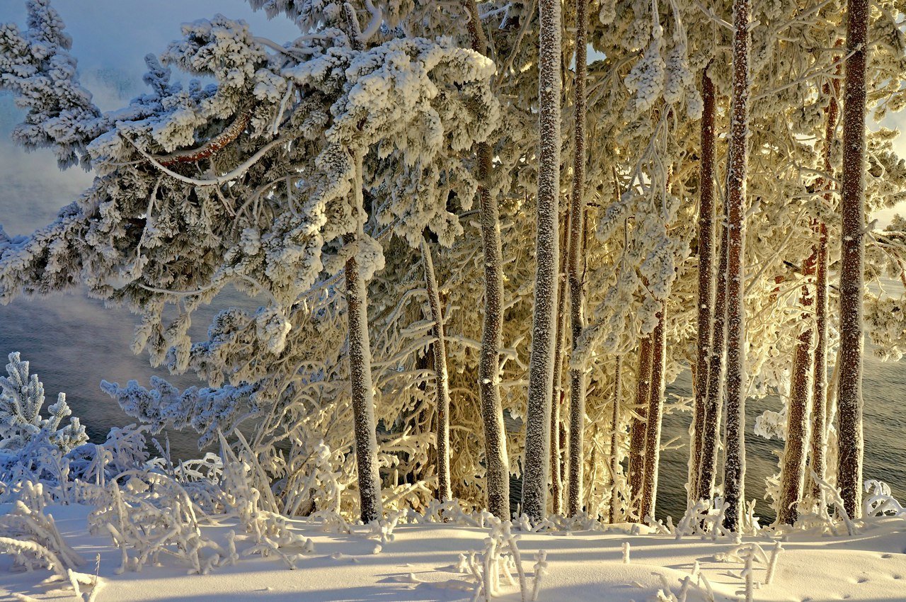 Зимняя просека в лесу