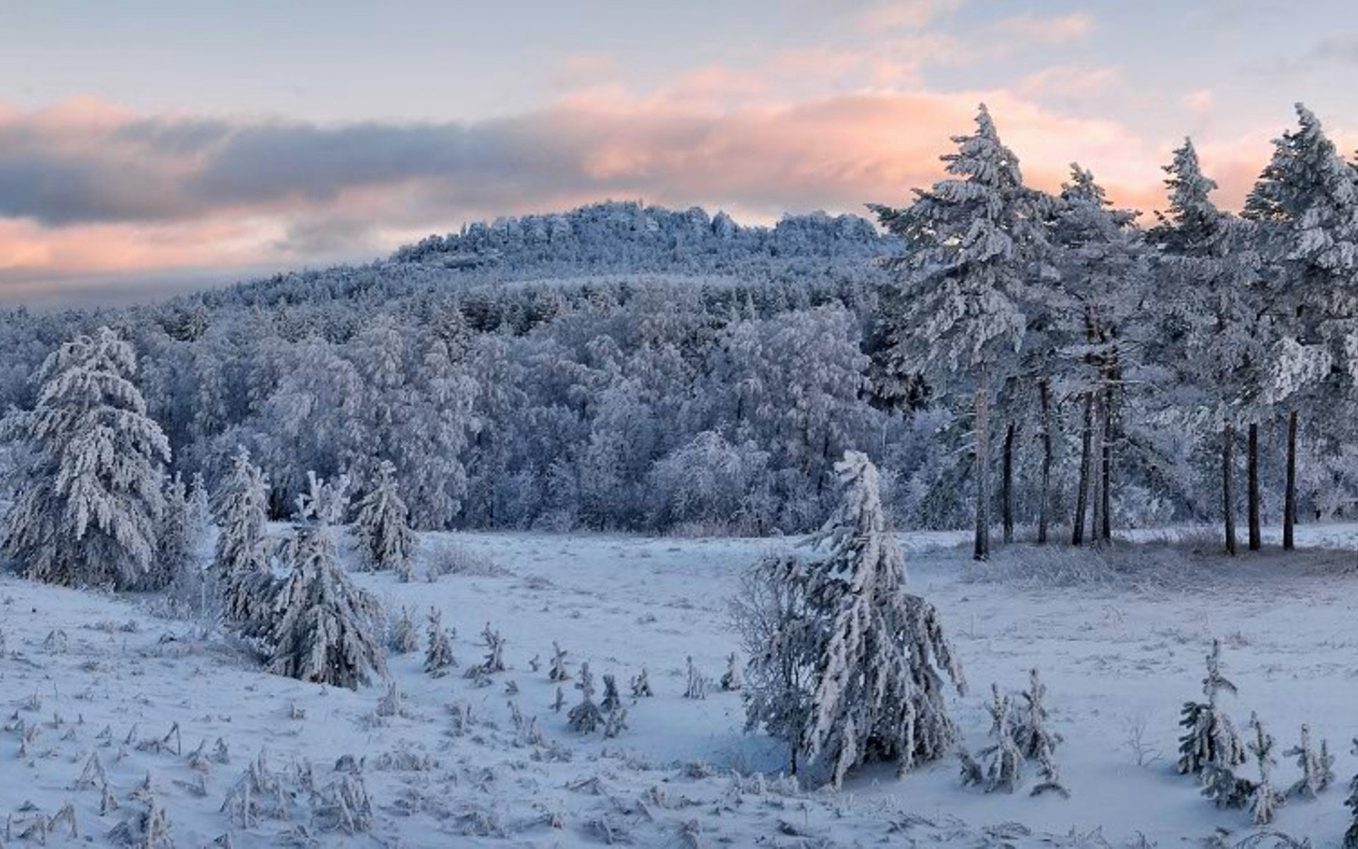 Снегопады в тайге фото