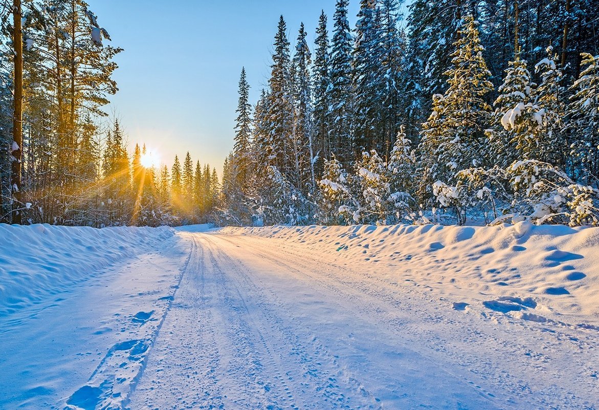 Тайга Красноярск зимой