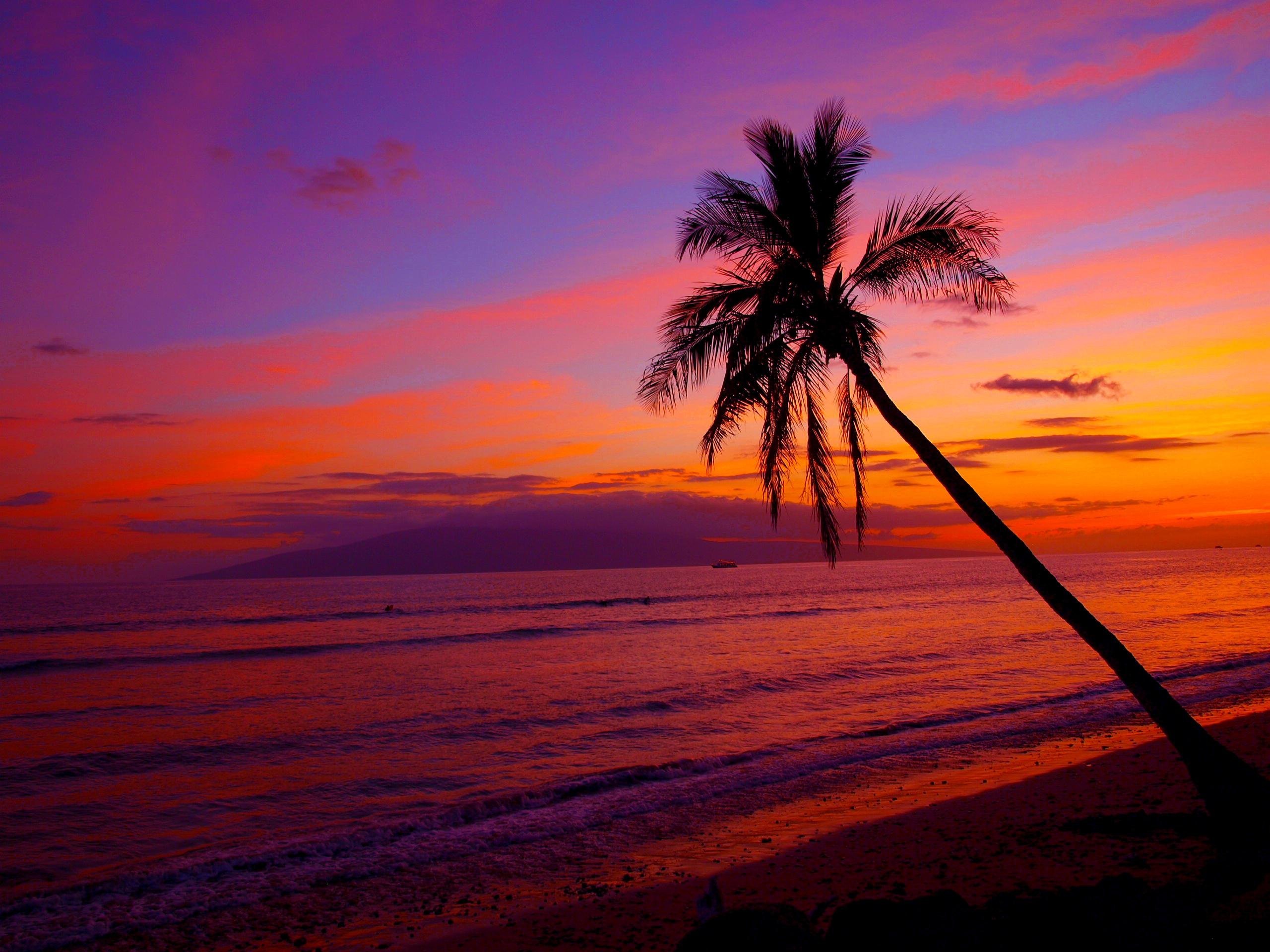 пальмы море закат