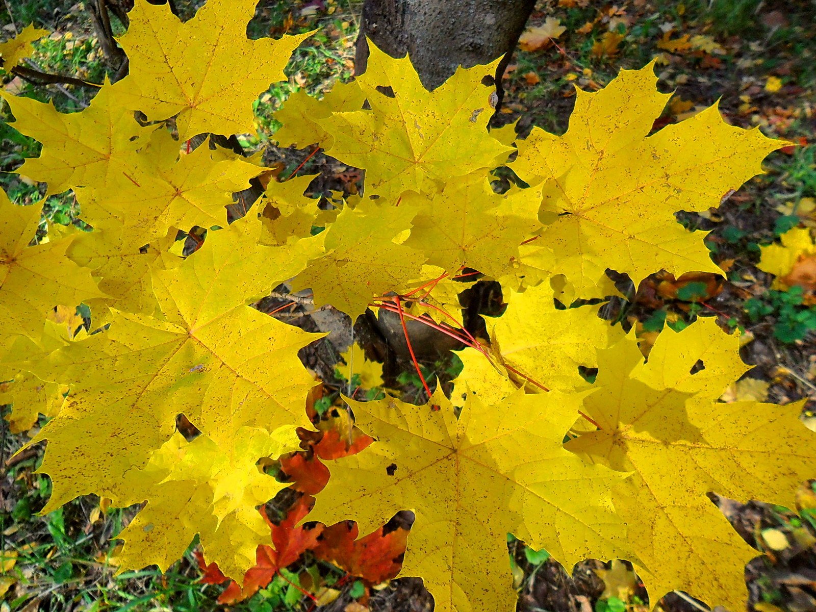 Листья клена желтые и красные. Клен Дальневосточный. Клен Семенова желтый. Осенний канадский клен желтый. Клен желтый дерево.