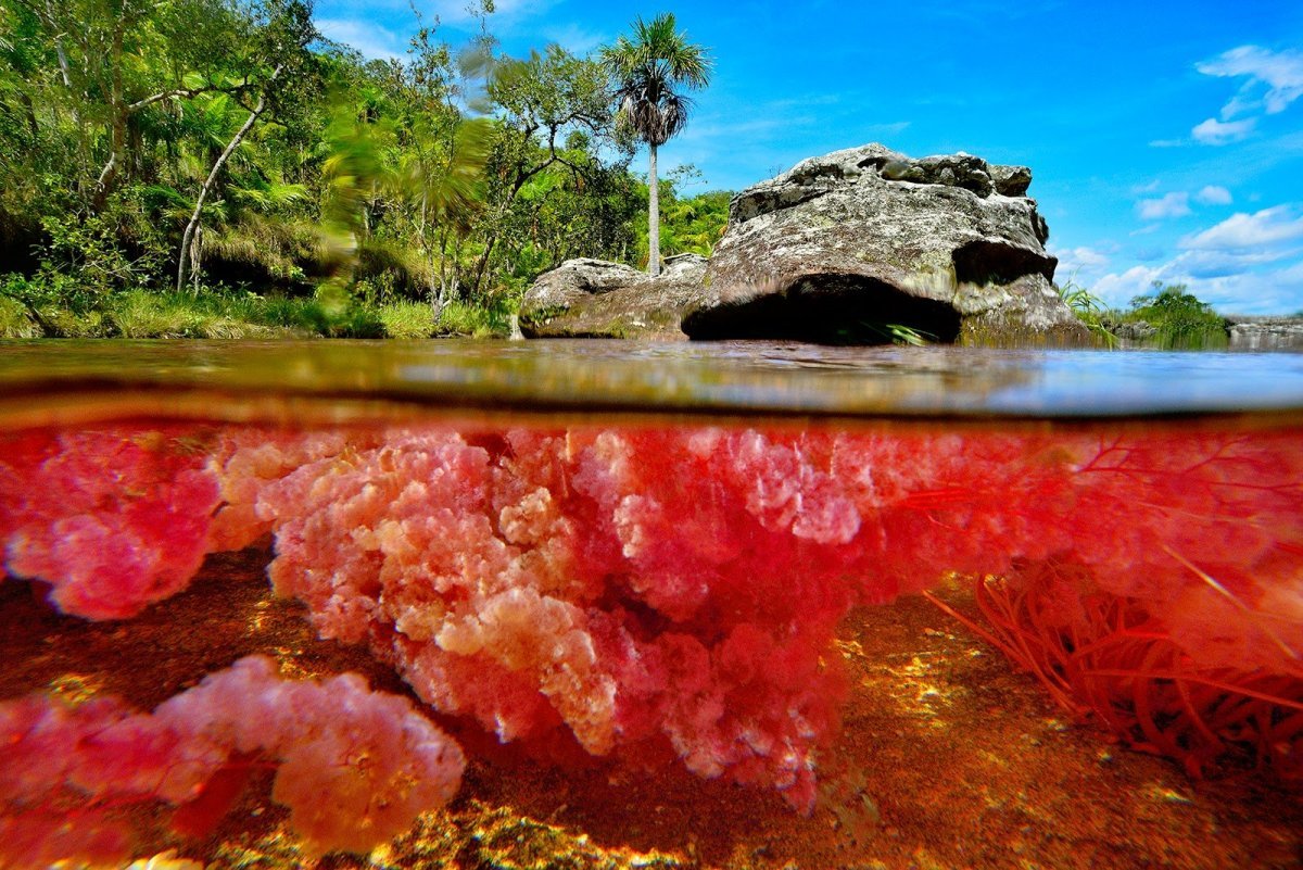 Водоросли Macarenia clavigera