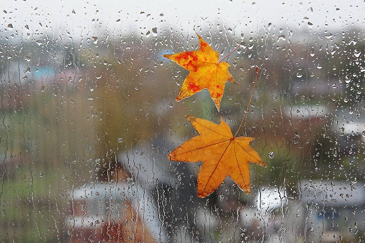 картинки осень дождь за окном