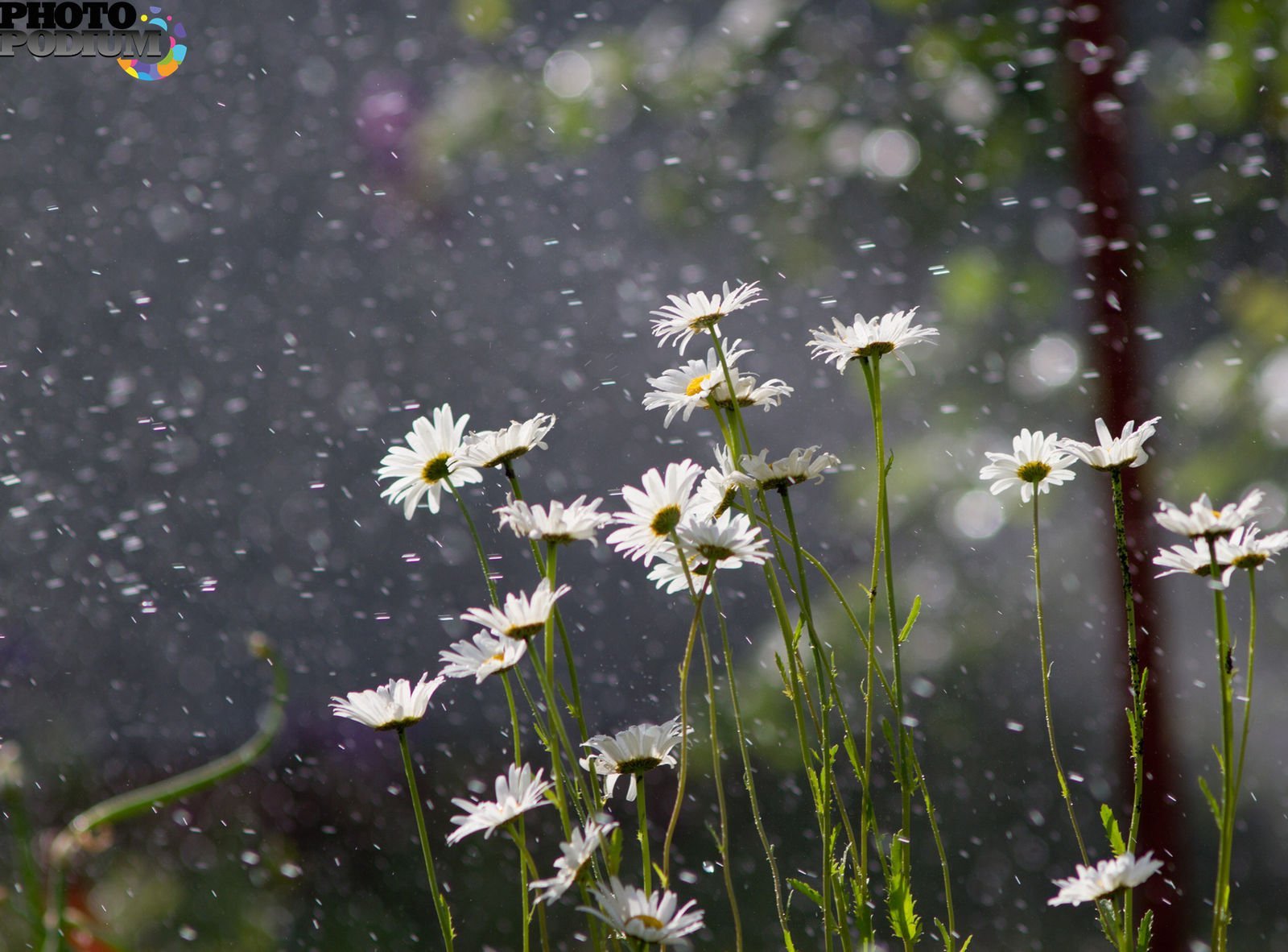 Summer rain. Ромашки под дождем. Ромашки и дождь. Полевые цветы после дождя. Ромашки после дождя.