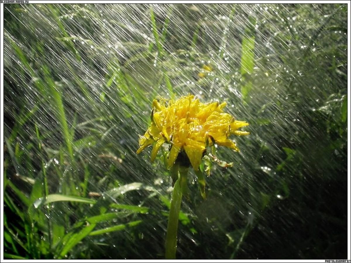 Summer rain. Ливень. Лето дождь. Дождь и солнце. Дождливый летний день.