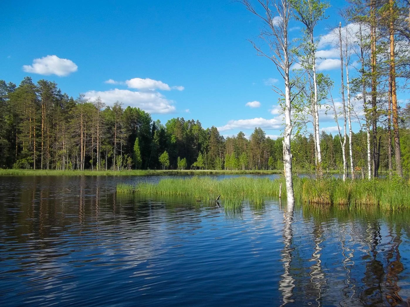 Лесное озеро картинки фото