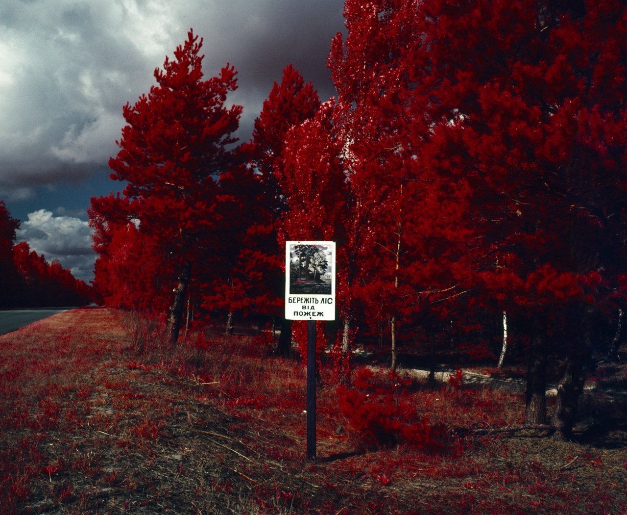 Припять рыжий лес фото 1986
