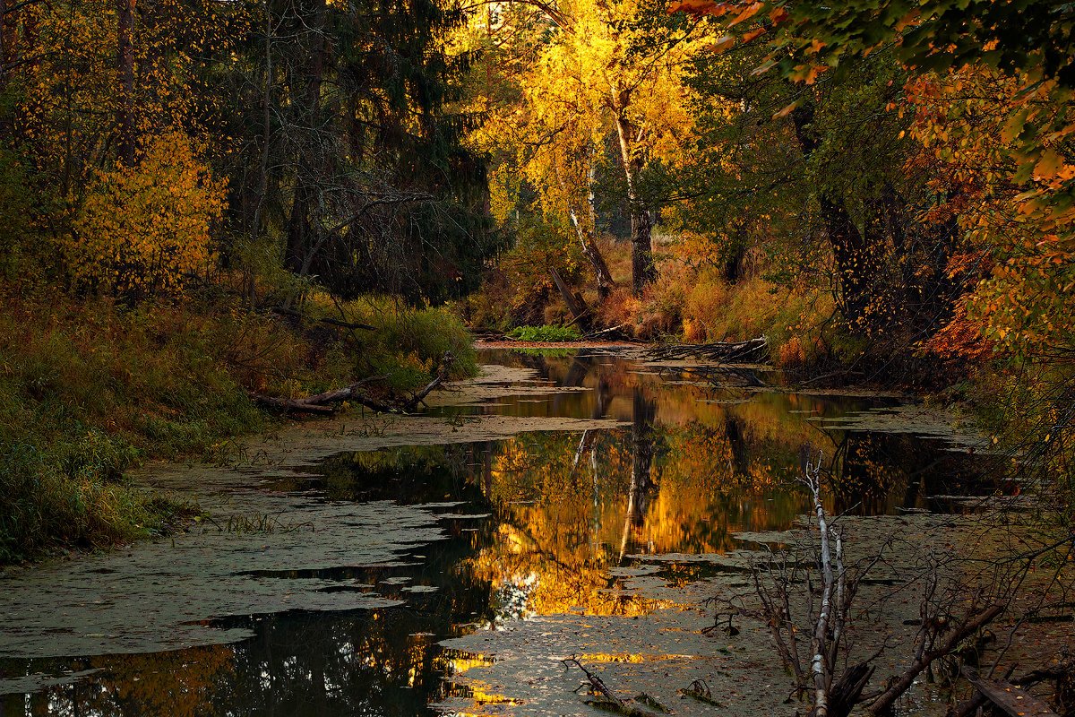 Осенний берег реки