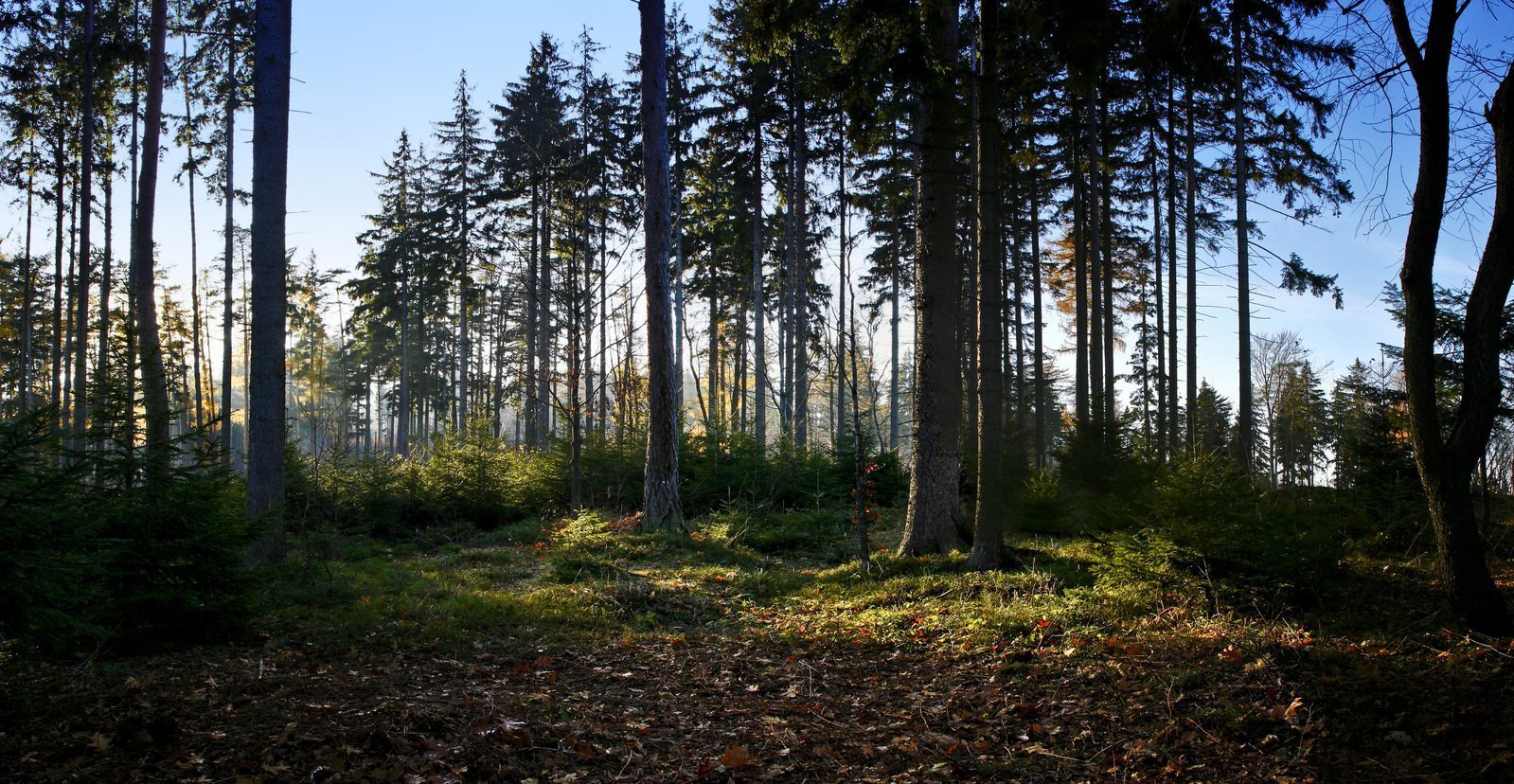 Панорамные фото леса. Лес панорама. Панорама леса. Сосновый лес панорама. Панорама соснового леса.