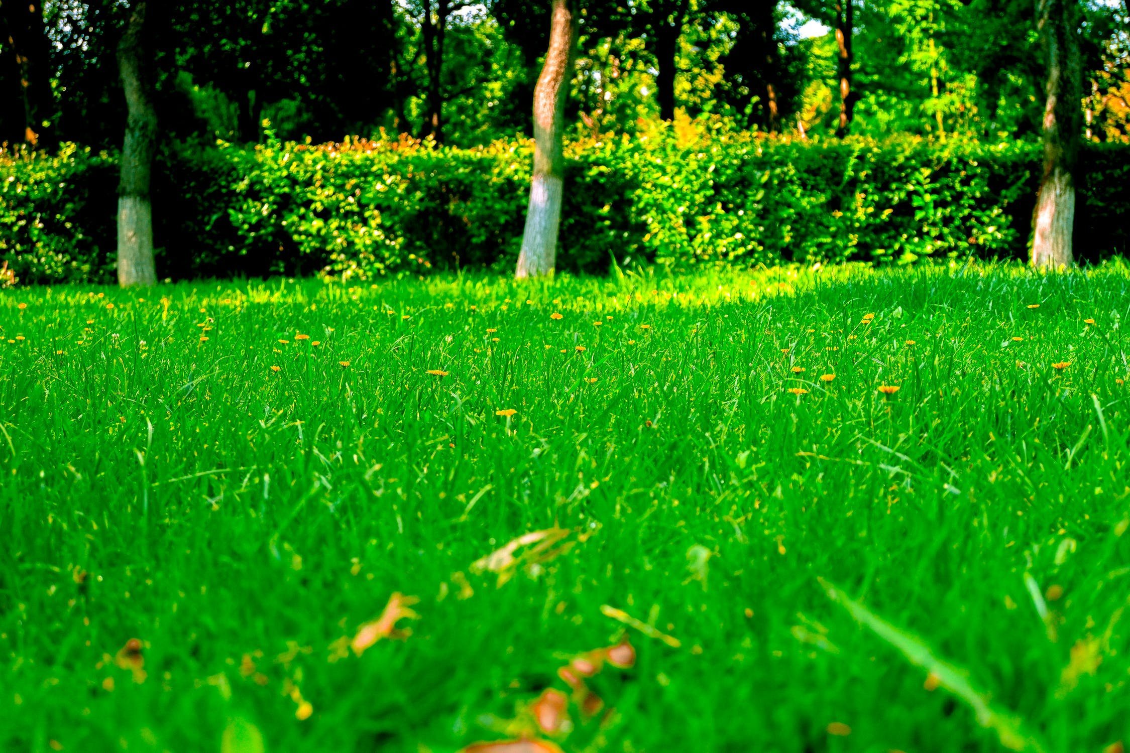 Лужайка. На лужайке. Трава в парке. Сочный газон. Зеленая лужайка.