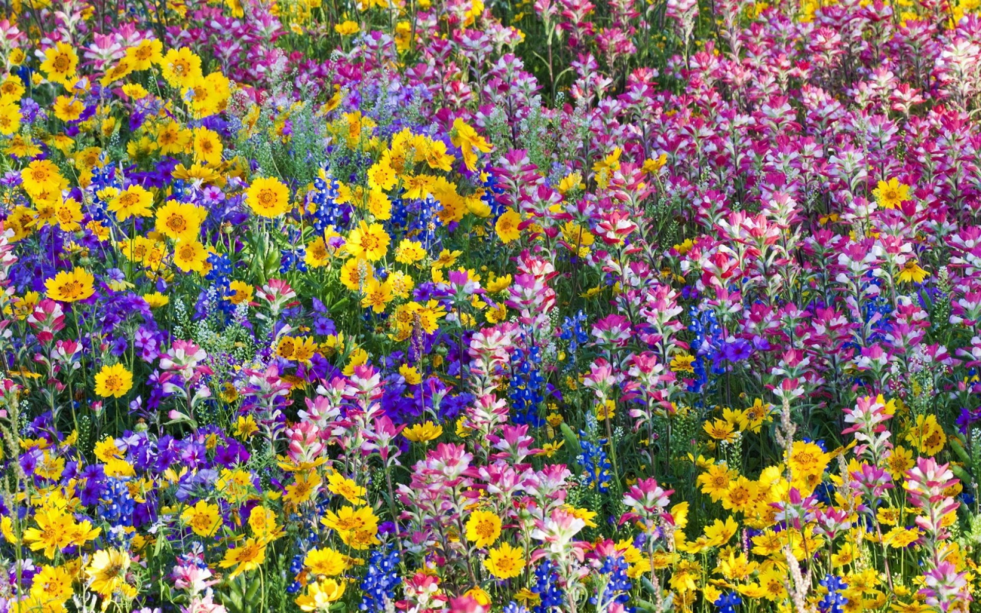 Краски лета звуки. Летние цветы. Полевые цветы. Летние полевые цветы. Яркие цветы.