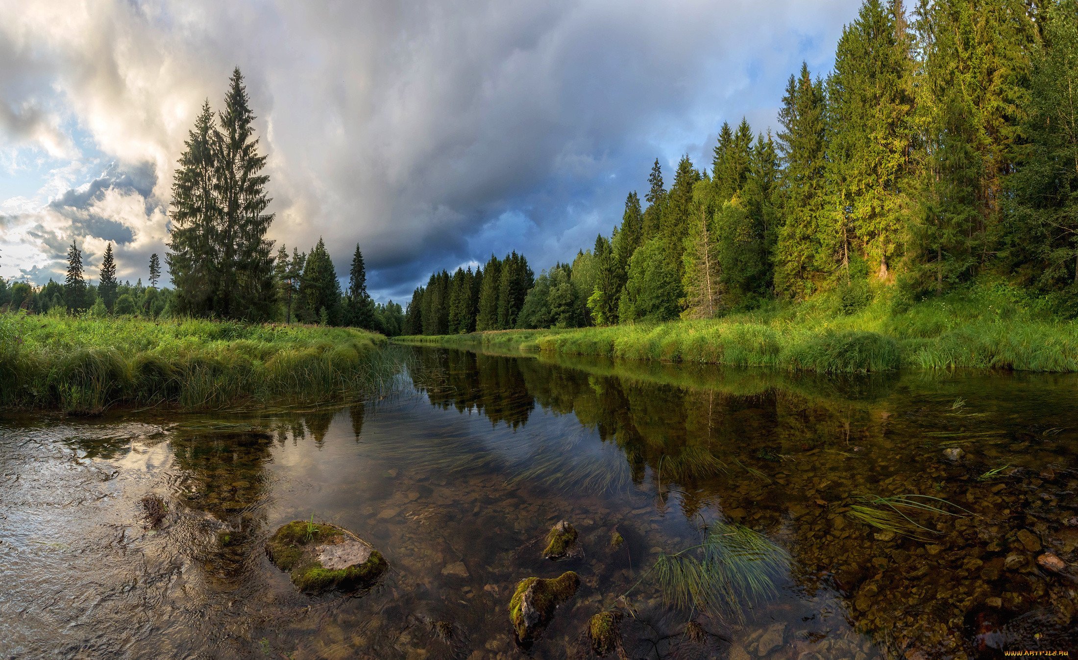 Красивые пейзажи леса