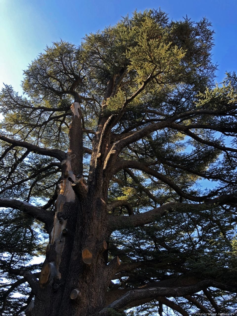 Cedars of God Lebanon