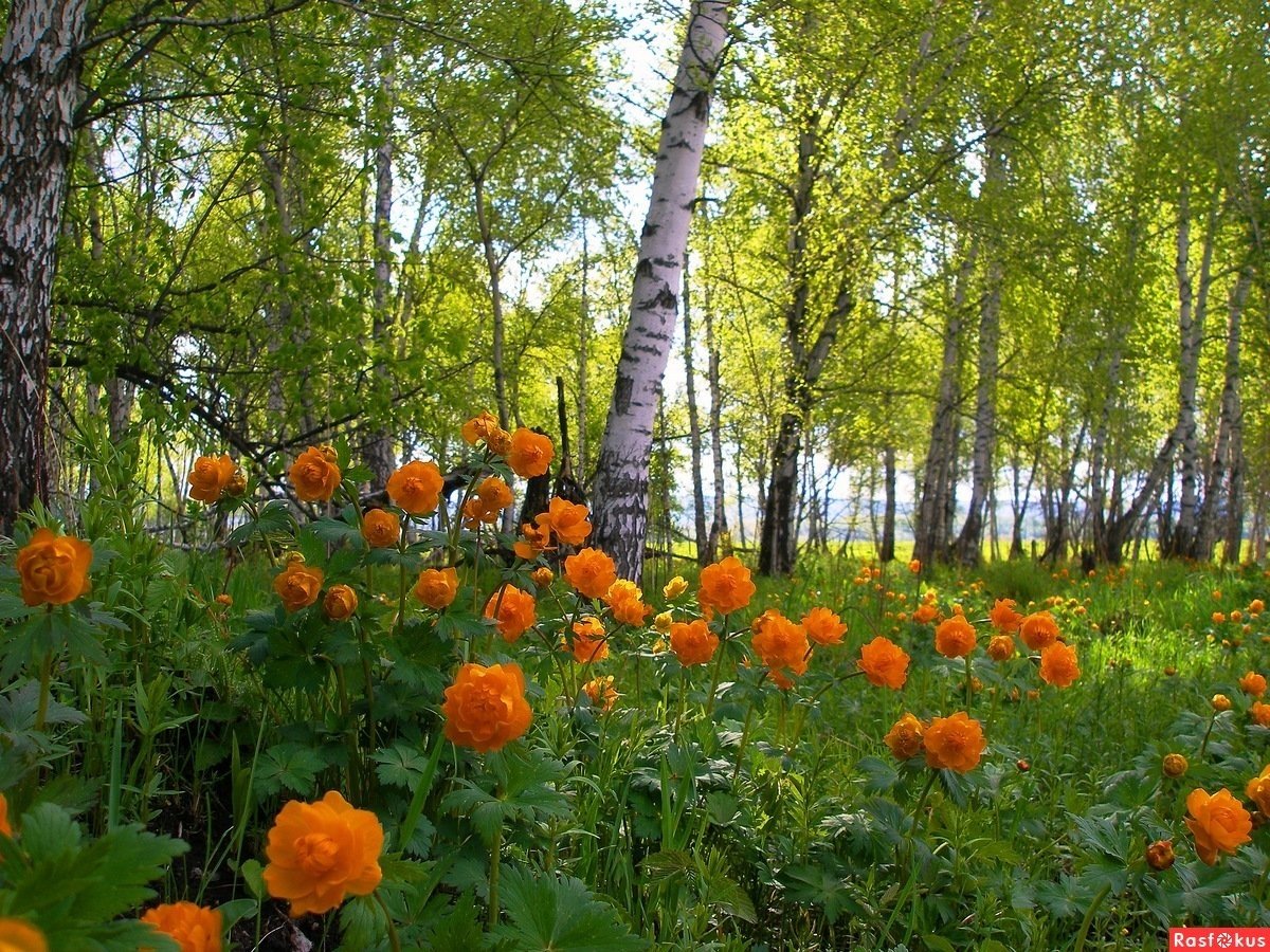 Купальница Алтайская